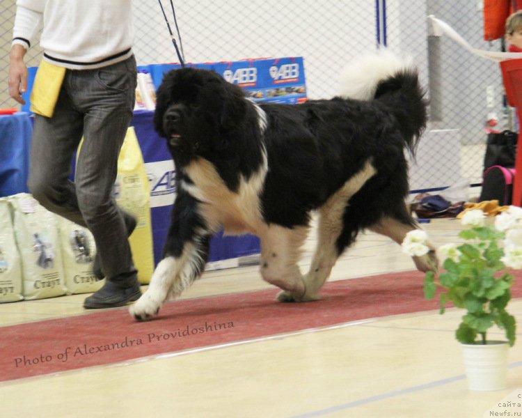 Фото: ньюфаундленд Skayuoker YEnakin Djeday (Скайуокер Энакин Джедай)