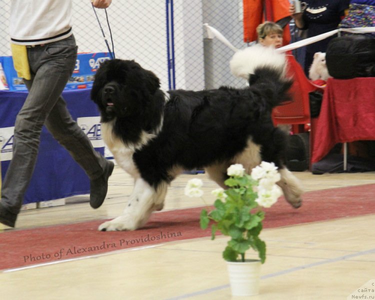 Фото: ньюфаундленд Skayuoker YEnakin Djeday (Скайуокер Энакин Джедай)