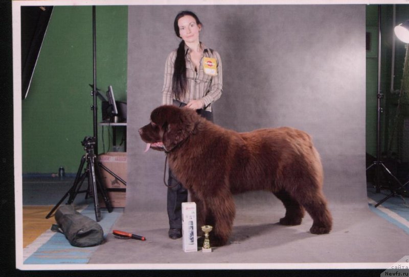 Фото: ньюфаундленд Angelo Orso Attis (Анджело Орсо Аттис), Tat'yana Il'ina (Татьяна Ильина)