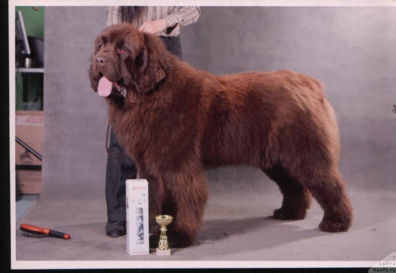 Фото: ньюфаундленд Angelo Orso Attis (Анджело Орсо Аттис)