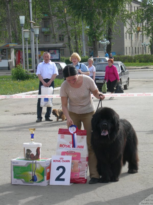 Фото: ньюфаундленд Ayvengo Andjeli (Айвенго Анджели)
