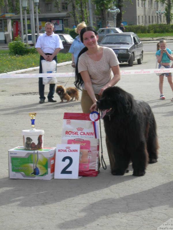 Фото: ньюфаундленд Ayvengo Andjeli (Айвенго Анджели), Tat'yana Il'ina (Татьяна Ильина)