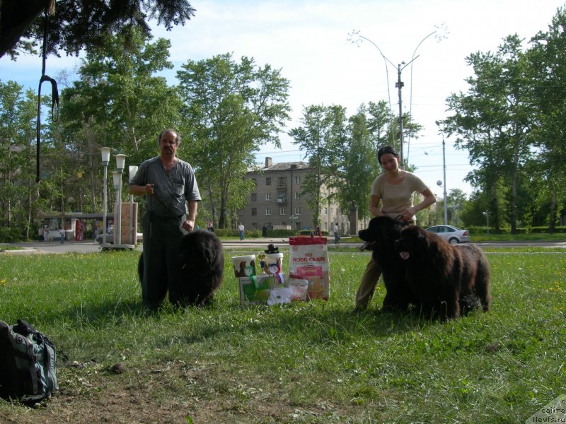 Фото: ньюфаундленд Argo Ansel'm (Арго Ансельм), ньюфаундленд Ayvengo Andjeli (Айвенго Анджели), ньюфаундленд Adel Anois (Адель Аноис), Tat'yana Il'ina (Татьяна Ильина)