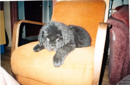 Фотография № 150209