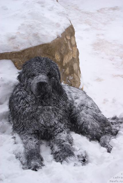 Фото: ньюфаундленд Ygan s Toyanova Gorodka (Юган с Тоянова Городка)