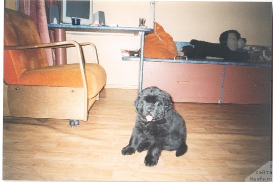 Фото: ньюфаундленд Yuzhny Sharm iz Medvejyego Yara (Южный Шарм из Медвежьего Яра)