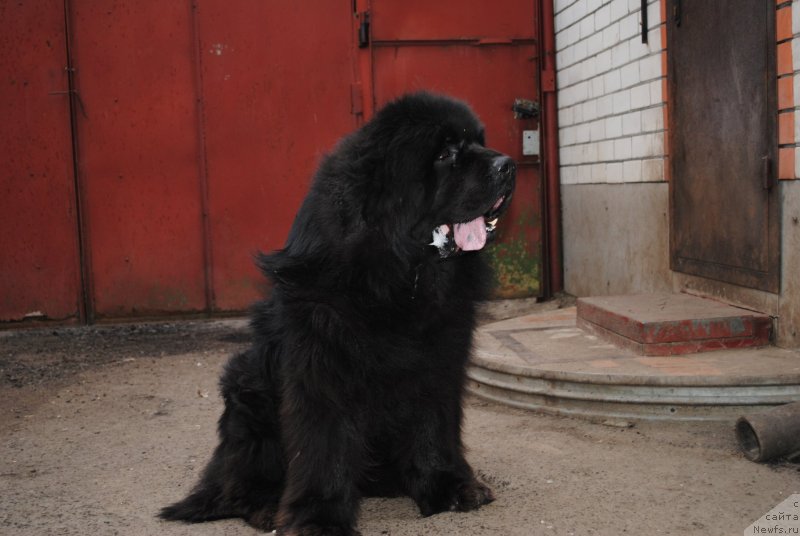 Фото: ньюфаундленд Sent Djons Ubertino (Сент Джонс Убертино)