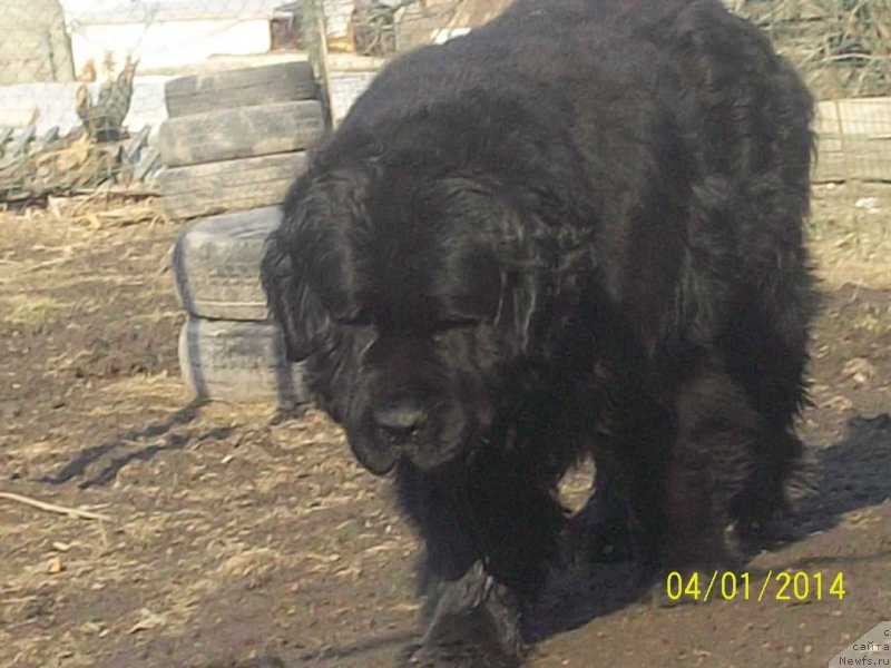 Фото: ньюфаундленд Vito Kacho Ferl (Вито Качо Ферл)