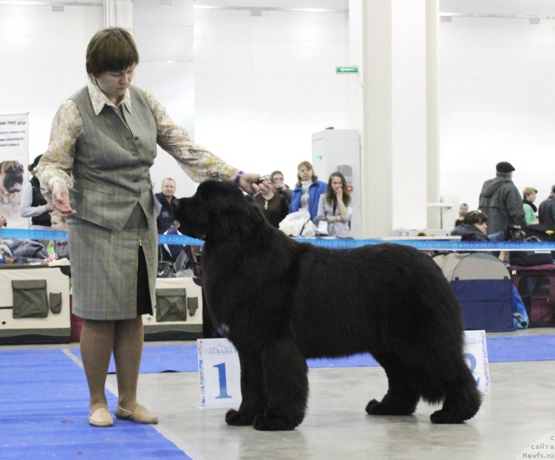 Фото: ньюфаундленд Aquatoriya Kelvin Schedrost Fortuny (Акватория Келвин Щедрость Фортуны)