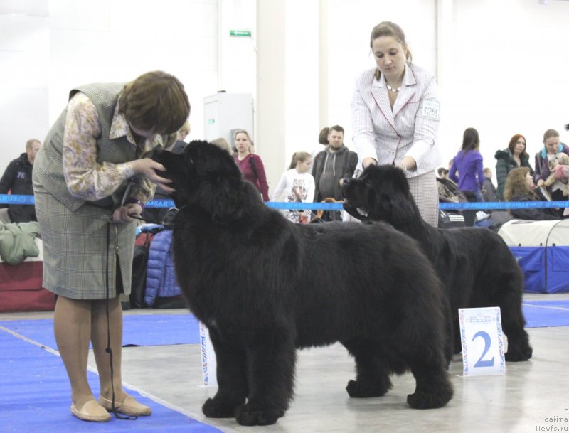 Фото: ньюфаундленд Aquatoriya Kelvin Fifa (Акватория Келвин Фифа)