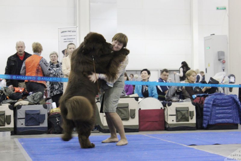 Фото: ньюфаундленд Aquatoriya Kelvin Rise After Me (Акватория Келвин Райз Афтэ Ми)