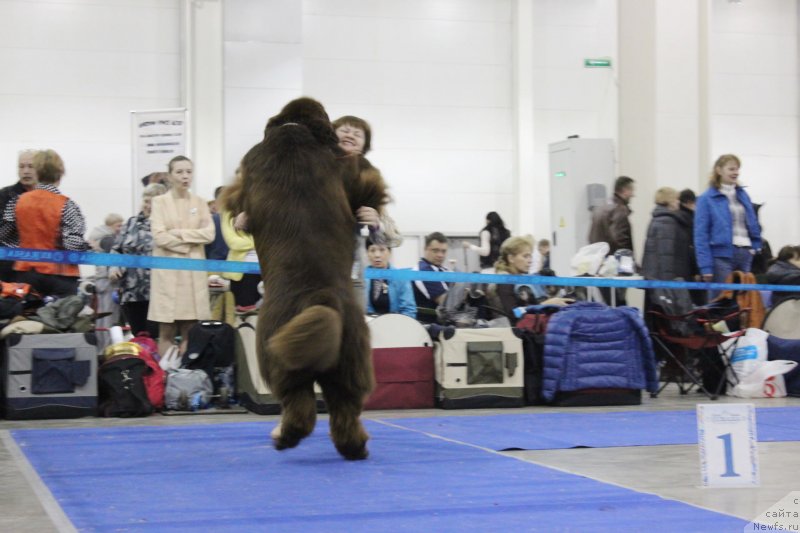 Фото: ньюфаундленд Aquatoriya Kelvin Rise After Me (Акватория Келвин Райз Афтэ Ми)