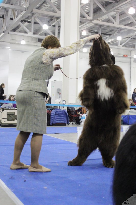 Фото: ньюфаундленд Aquatoriya Kelvin Rise After Me (Акватория Келвин Райз Афтэ Ми)