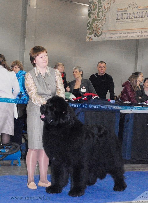 Фото: ньюфаундленд Aquatoriya Kelvin Ultimatum (Акватория Келвин Ультиматум)