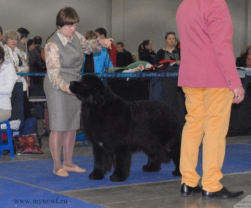 Фото: ньюфаундленд Aquatoriya Kelvin Fifa (Акватория Келвин Фифа)