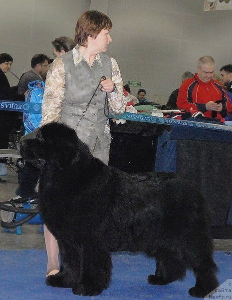 Фото: ньюфаундленд Aquatoriya Kelvin Zvezdnaya Koroleva (Акватория Келвин Звездная Королева)