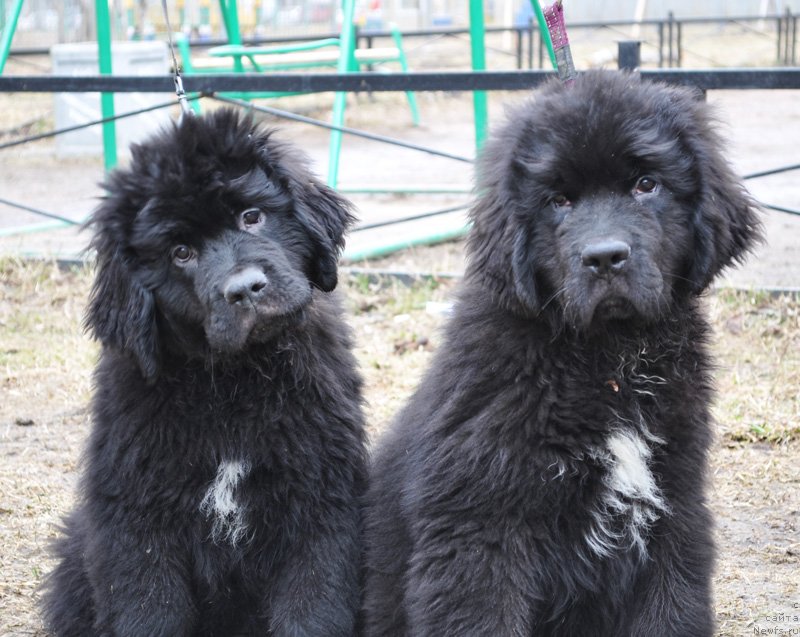 Фото: Бегущая по волнам Фиф Элемент
Бегущая по волнам Фьюжн Дэнс