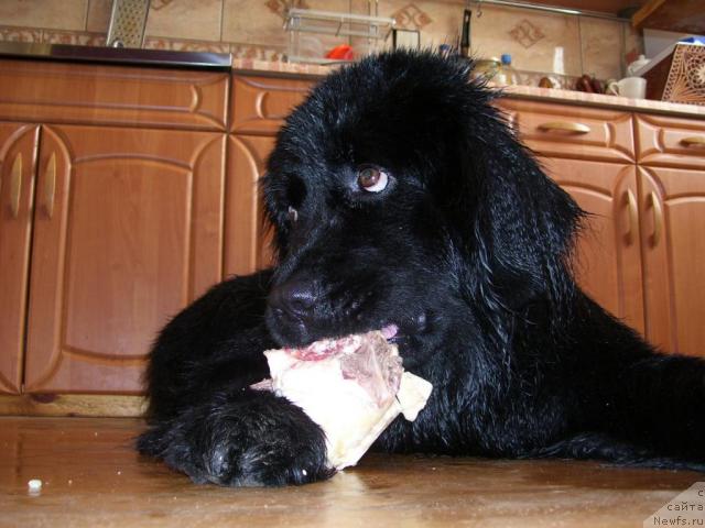 Фотография № 1503