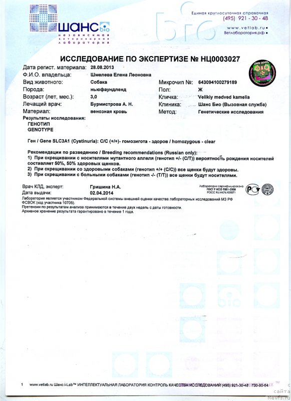 Фото: ньюфаундленд Velikiy Medved' Kameliya (Великий Медведь Камелия)