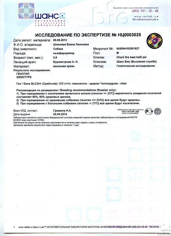 Фото: ньюфаундленд Charli The Best Helfi Pel (Чарли Де Бест Хелфи Пэл)