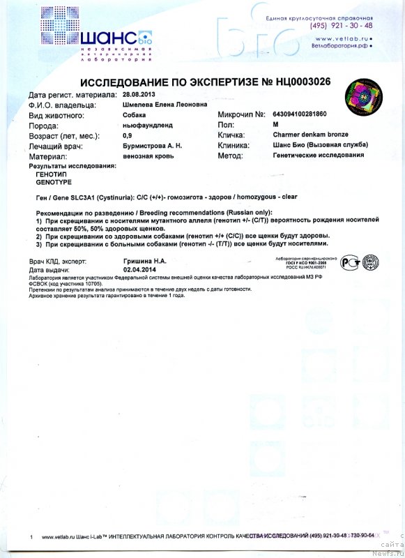 Фото: ньюфаундленд Charmer Denkam Bronze (Чармер Денкам Бронз)