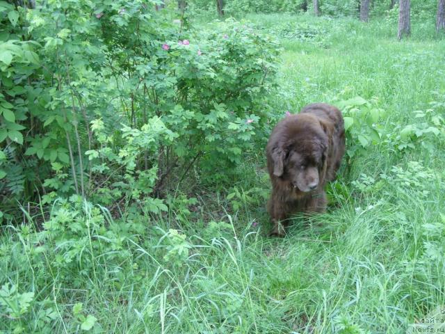 Фото: ньюфаундленд Koka Kola's Immidj Star YEmr Favorit (Кока Кола'с Иммидж Стар Эмр Фаворит)