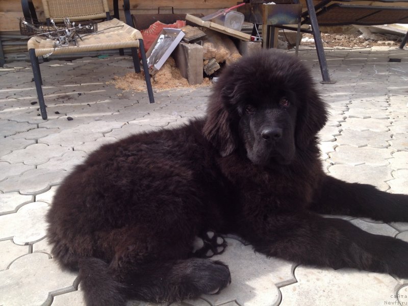 Фото: ньюфаундленд Smigar Tones of Music (Смигар Тоунз ов Мьюзик)