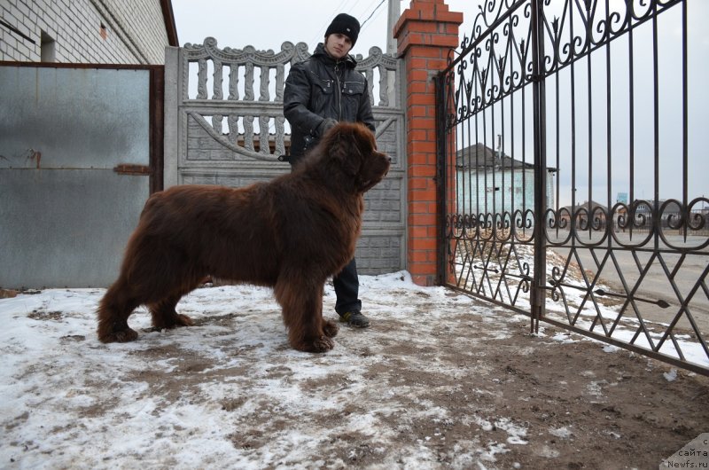 Фото: ньюфаундленд Angelo Orso Attis (Анджело Орсо Аттис)