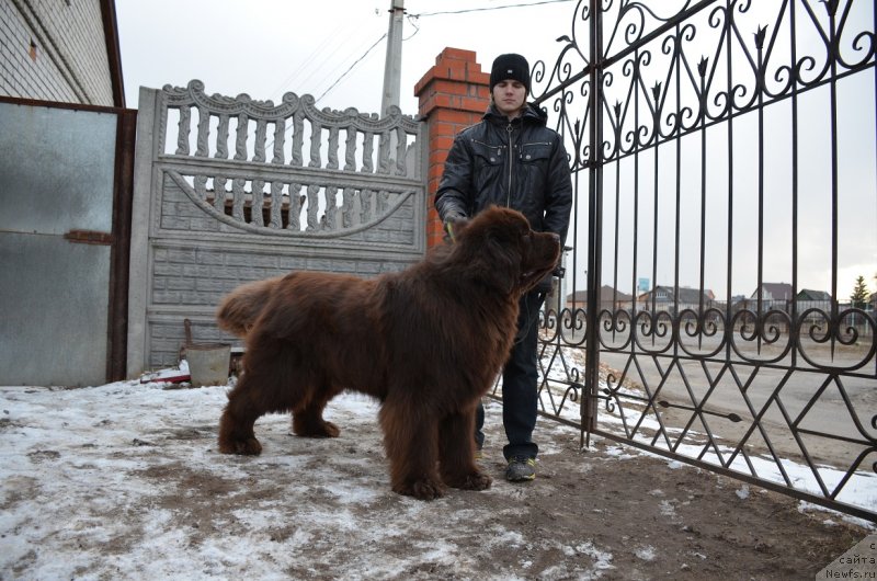 Фото: ньюфаундленд Angelo Orso Attis (Анджело Орсо Аттис)