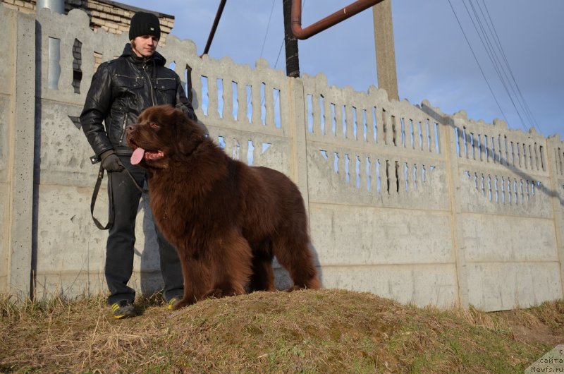 Фото: ньюфаундленд Angelo Orso Attis (Анджело Орсо Аттис)