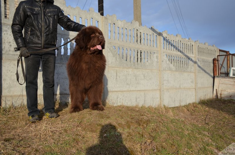 Фото: ньюфаундленд Angelo Orso Attis (Анджело Орсо Аттис)