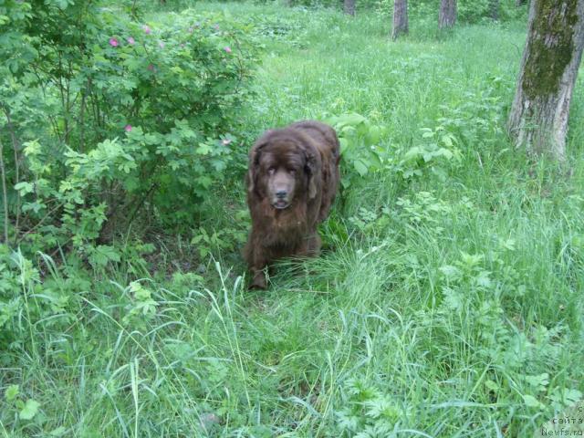 Фото: ньюфаундленд Koka Kola's Immidj Star YEmr Favorit (Кока Кола'с Иммидж Стар Эмр Фаворит)