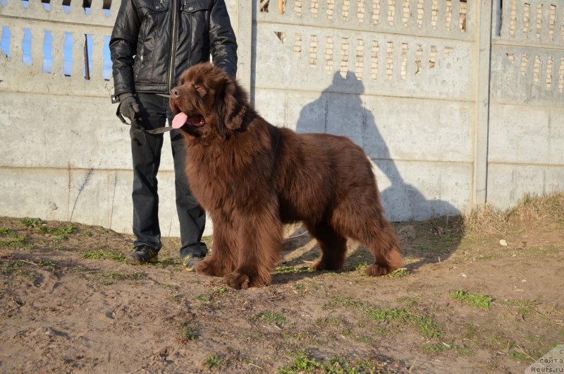Фото: ньюфаундленд Angelo Orso Attis (Анджело Орсо Аттис)