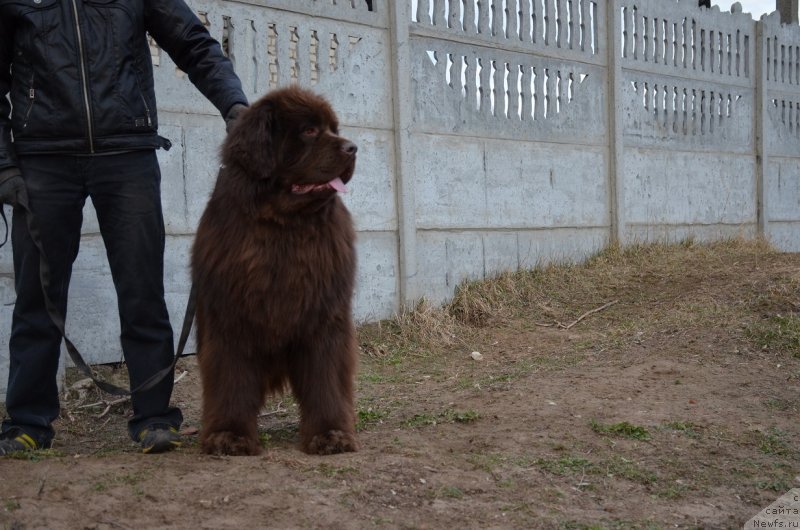 Фото: ньюфаундленд Angelo Orso Attis (Анджело Орсо Аттис)