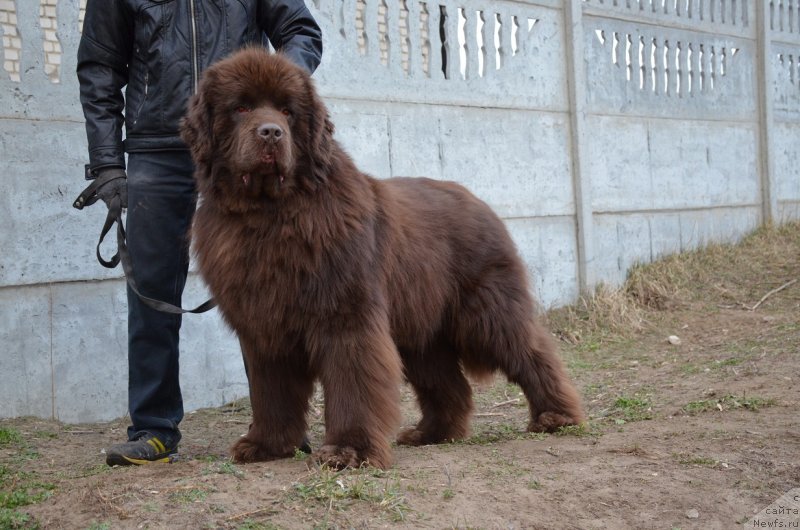 Фото: ньюфаундленд Angelo Orso Attis (Анджело Орсо Аттис)