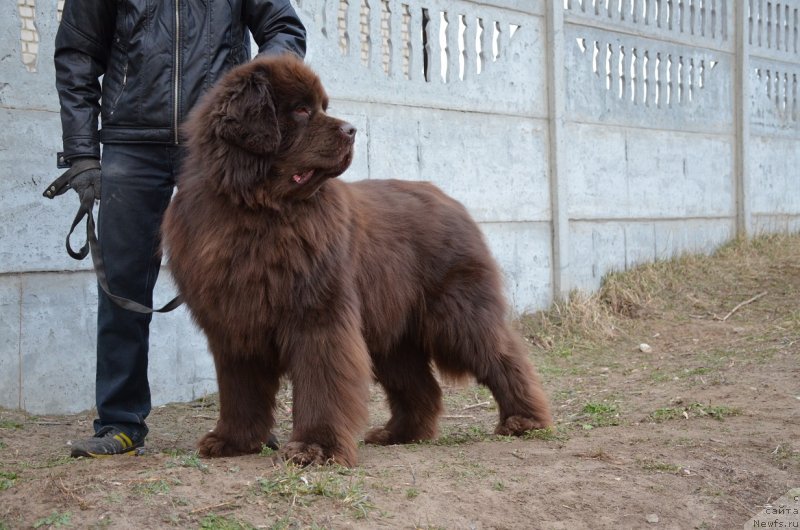 Фото: ньюфаундленд Angelo Orso Attis (Анджело Орсо Аттис)