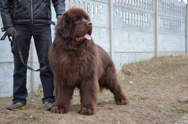 Фото: ньюфаундленд Angelo Orso Attis (Анджело Орсо Аттис)