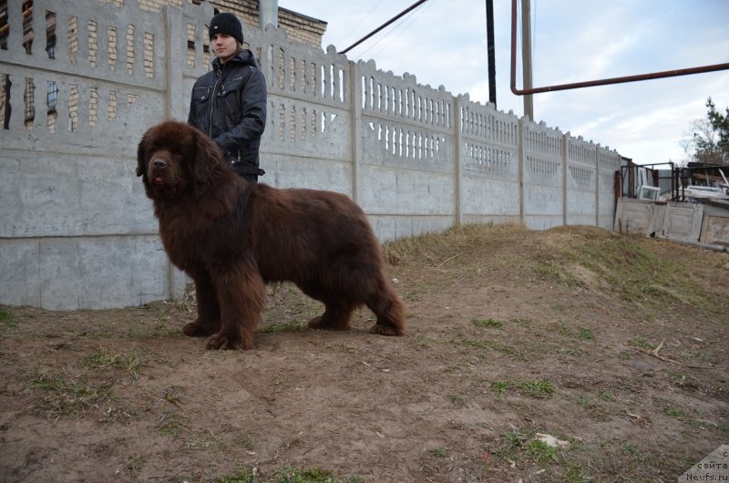 Фото: ньюфаундленд Angelo Orso Attis (Анджело Орсо Аттис)