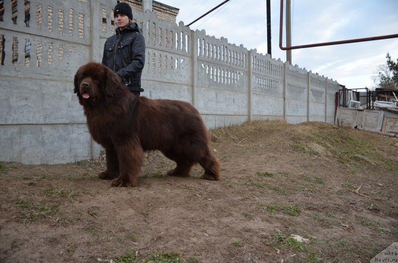 Фото: ньюфаундленд Angelo Orso Attis (Анджело Орсо Аттис)