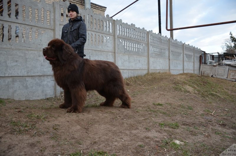 Фото: ньюфаундленд Angelo Orso Attis (Анджело Орсо Аттис)