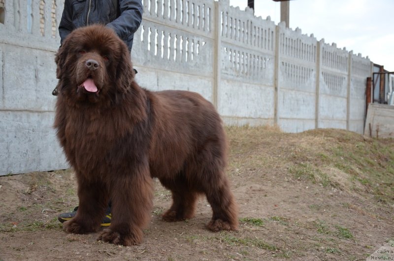 Фото: ньюфаундленд Angelo Orso Attis (Анджело Орсо Аттис)