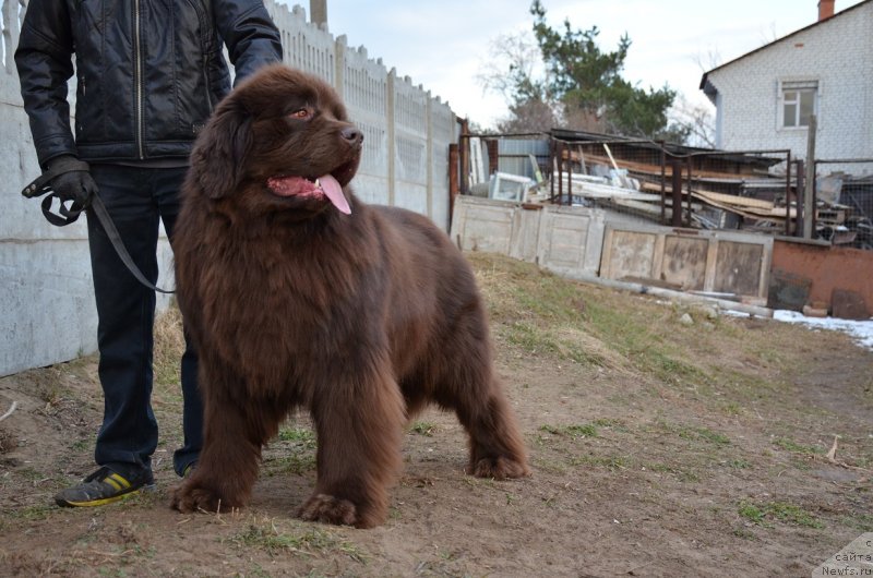 Фото: ньюфаундленд Angelo Orso Attis (Анджело Орсо Аттис)