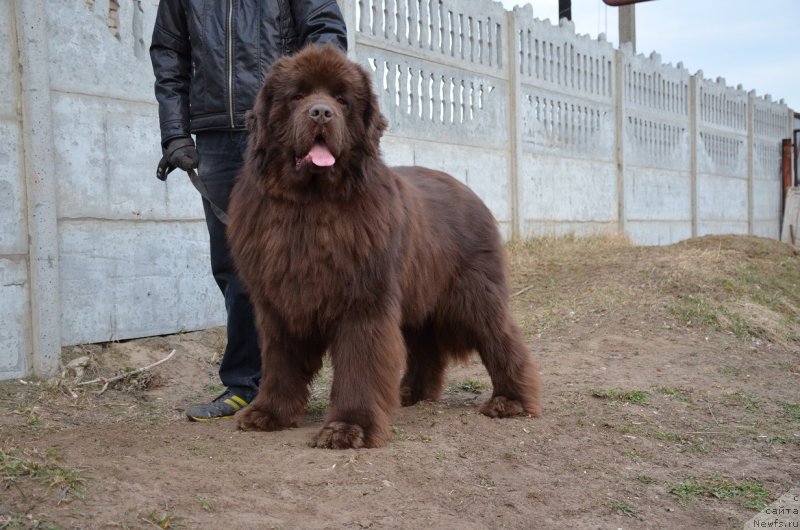 Фото: ньюфаундленд Angelo Orso Attis (Анджело Орсо Аттис)