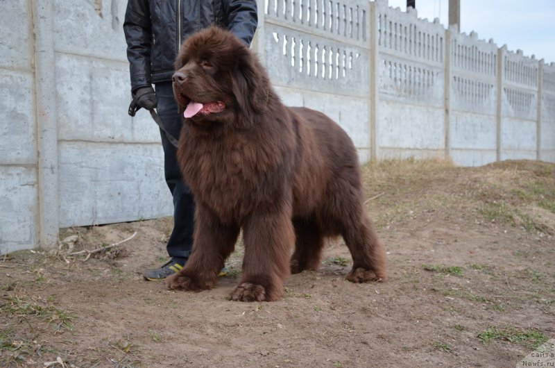 Фото: ньюфаундленд Angelo Orso Attis (Анджело Орсо Аттис)