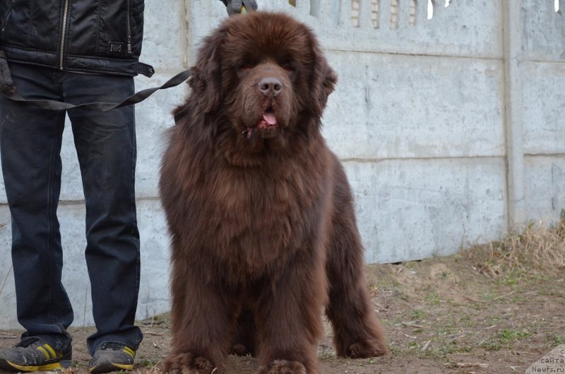 Фото: ньюфаундленд Angelo Orso Attis (Анджело Орсо Аттис)