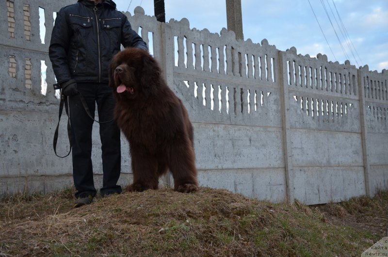 Фото: ньюфаундленд Angelo Orso Attis (Анджело Орсо Аттис)