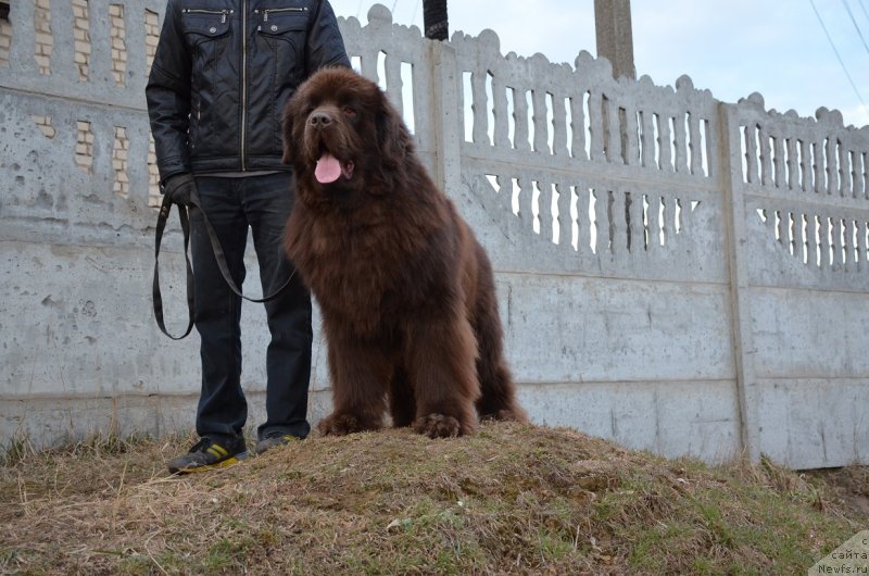 Фото: ньюфаундленд Angelo Orso Attis (Анджело Орсо Аттис)