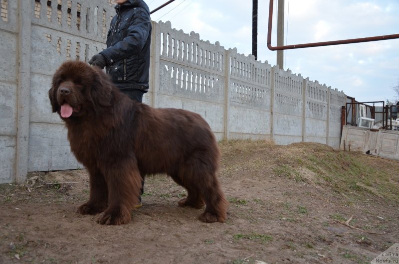 Фото: ньюфаундленд Angelo Orso Attis (Анджело Орсо Аттис)