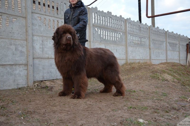 Фото: ньюфаундленд Angelo Orso Attis (Анджело Орсо Аттис)