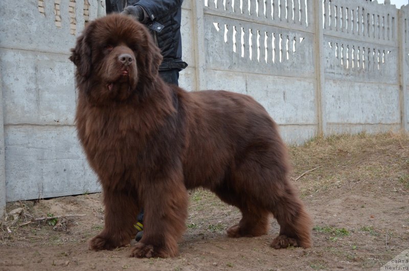 Фото: ньюфаундленд Angelo Orso Attis (Анджело Орсо Аттис)